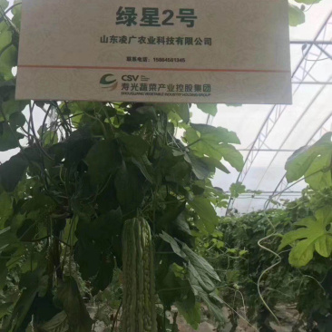 绿星f1和绿星2号杂交苦瓜苗