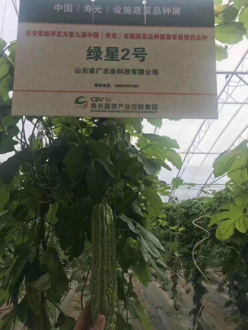 绿星f1和绿星2号杂交苦瓜苗