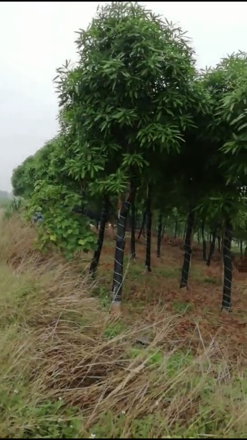 大量供应优质扁桃绿化苗，40年技术保证。