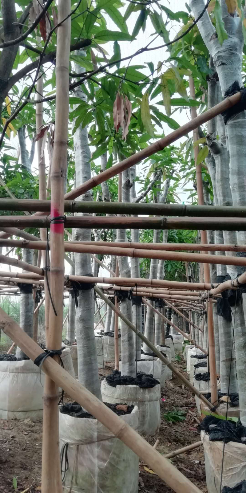 大量供应优质扁桃绿化苗，40年技术保证。