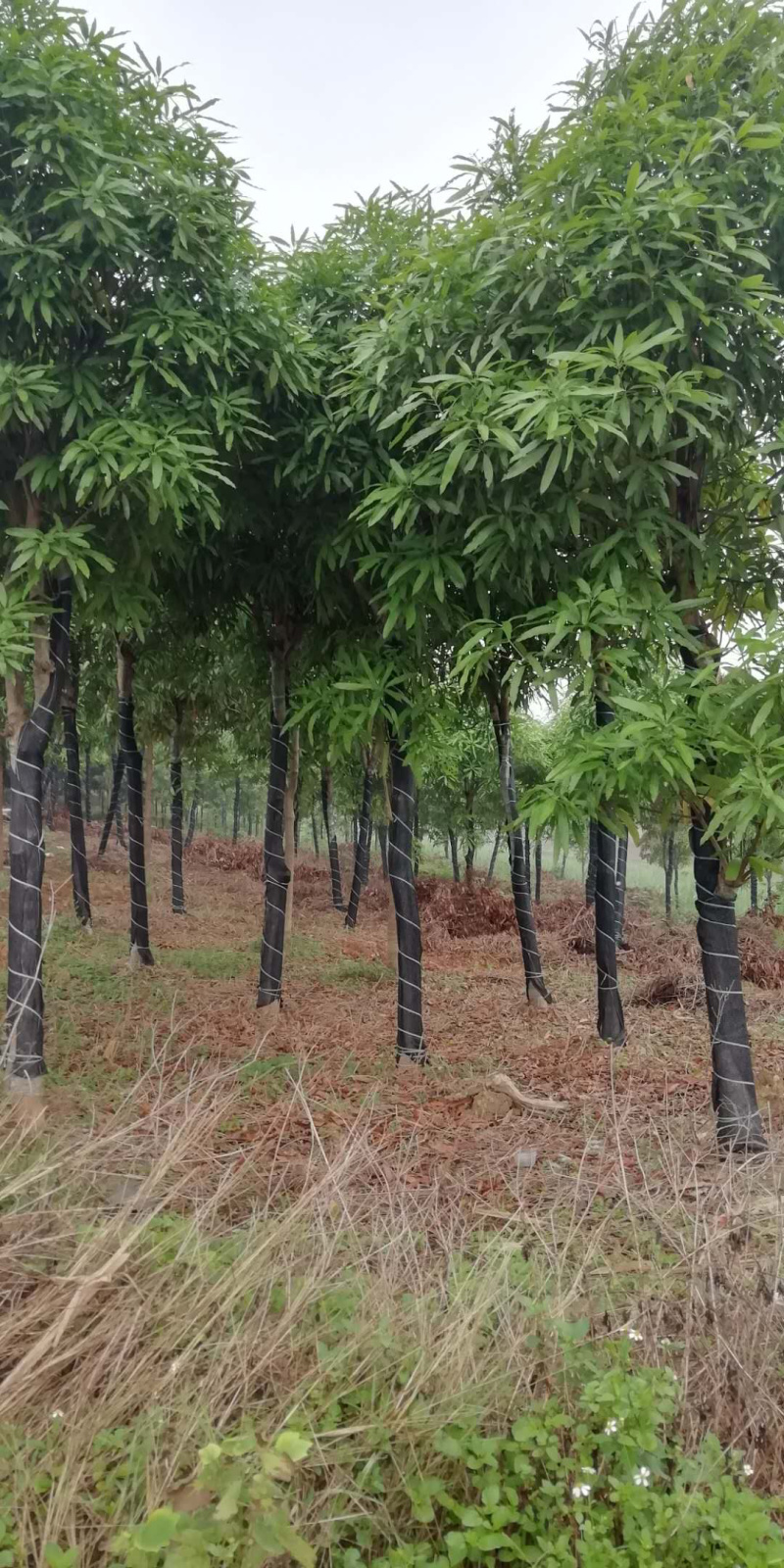 大量供应优质扁桃绿化苗，40年技术保证。