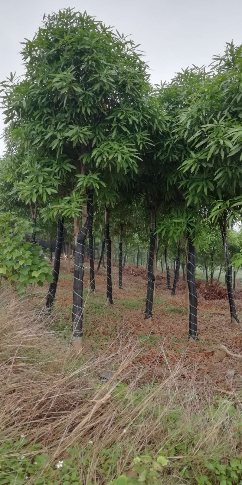 大量供应优质扁桃绿化苗，40年技术保证。