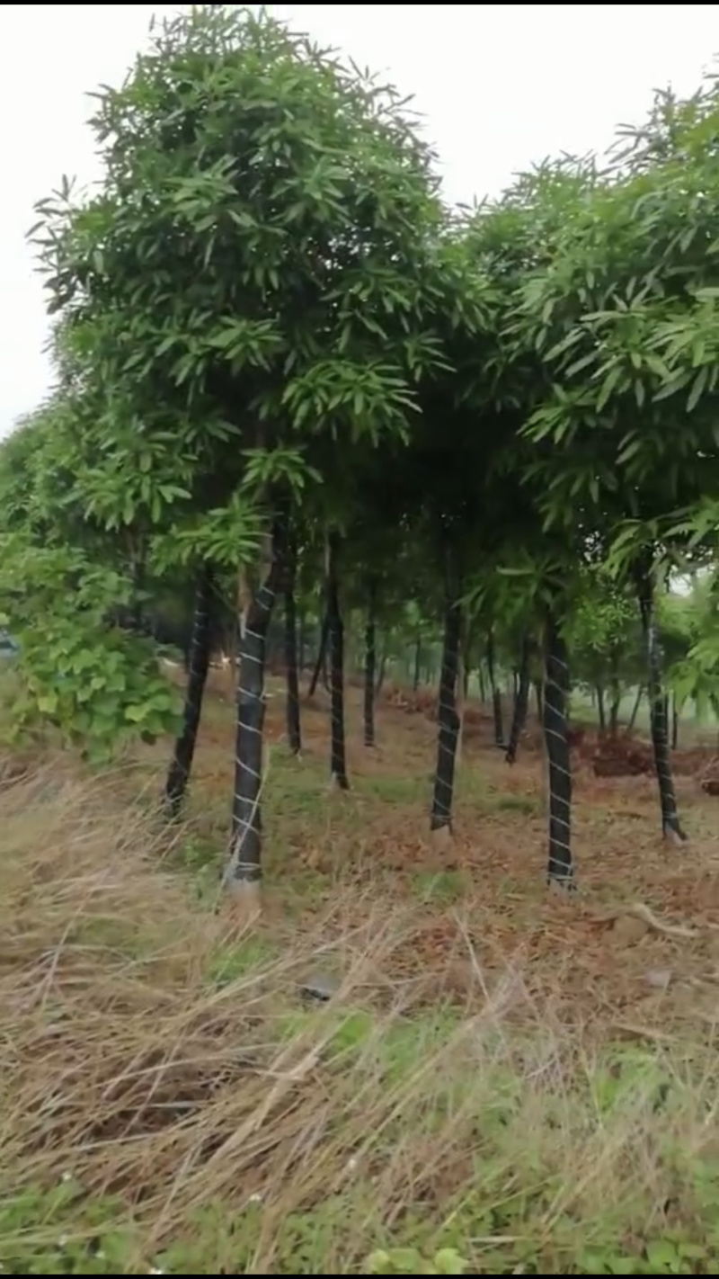 大量供应优质扁桃绿化苗，40年技术保证。