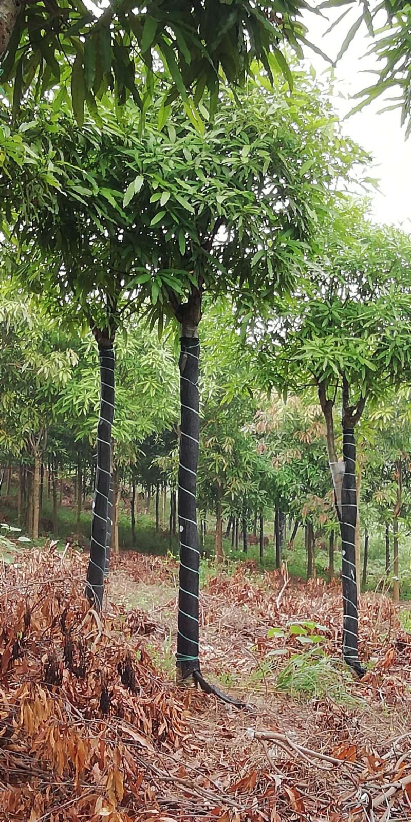 大量供应优质扁桃绿化苗，40年技术保证。