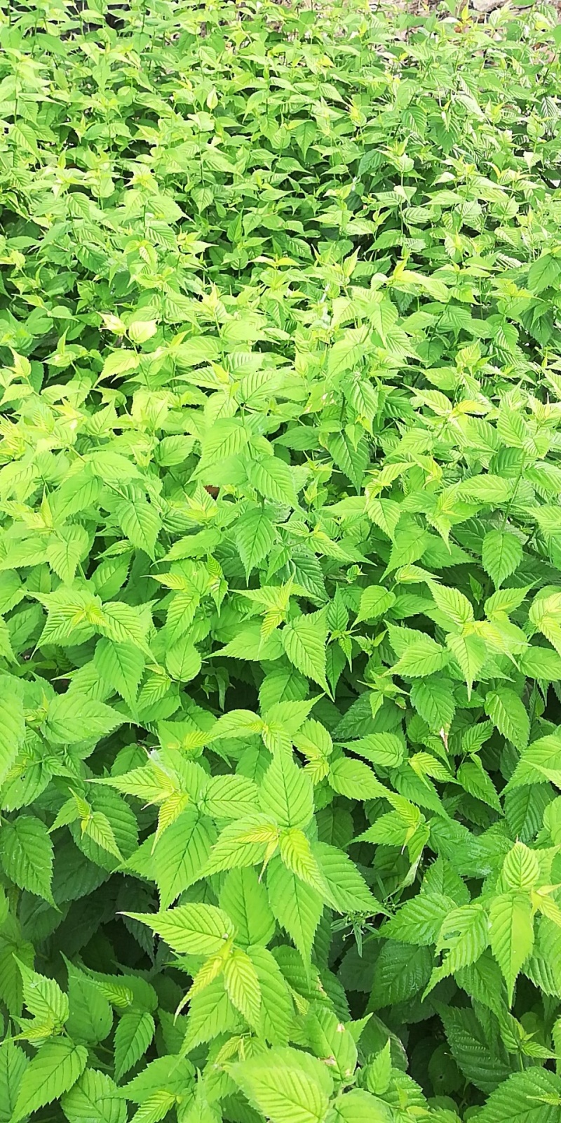 棣棠苗十大功劳多头丛生30-60高长年供应，基地直销