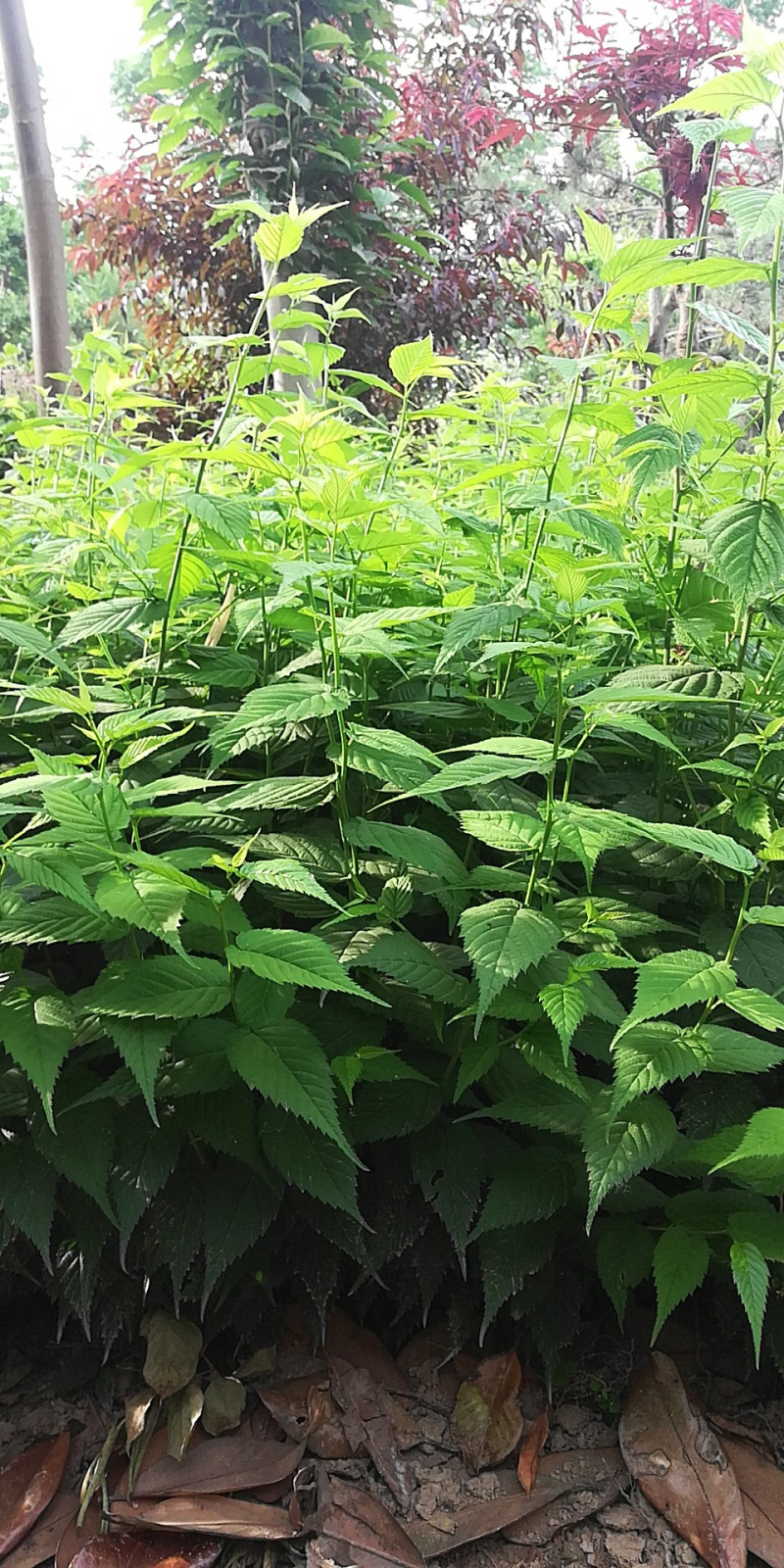 棣棠苗十大功劳多头丛生30-60高长年供应，基地直销