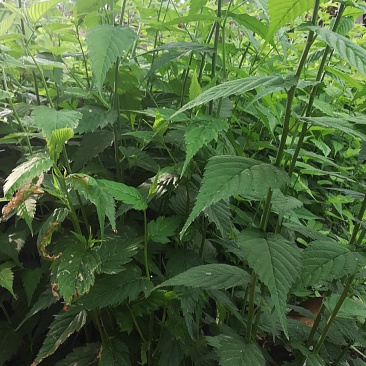 棣棠苗十大功劳多头丛生30-60高长年供应，基地直销