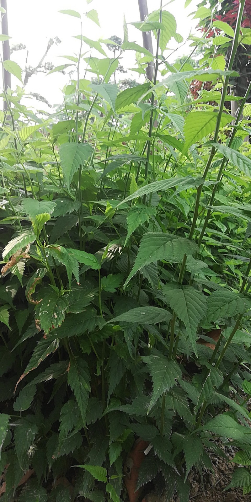 棣棠苗十大功劳多头丛生30-60高长年供应，基地直销