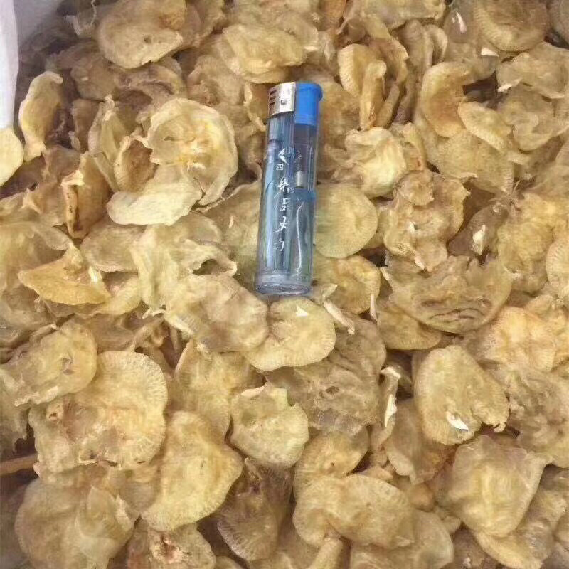 120头赤鱼胶
