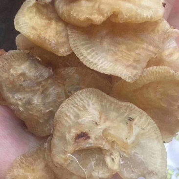 120头赤鱼胶