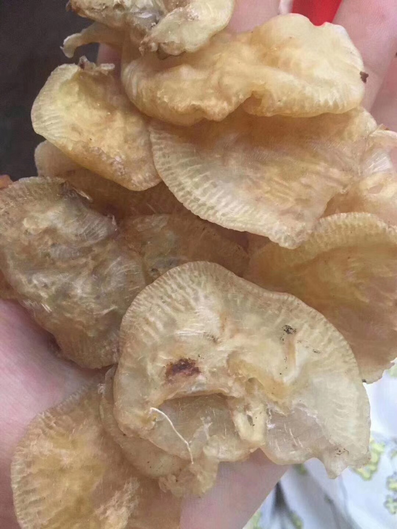 120头赤鱼胶