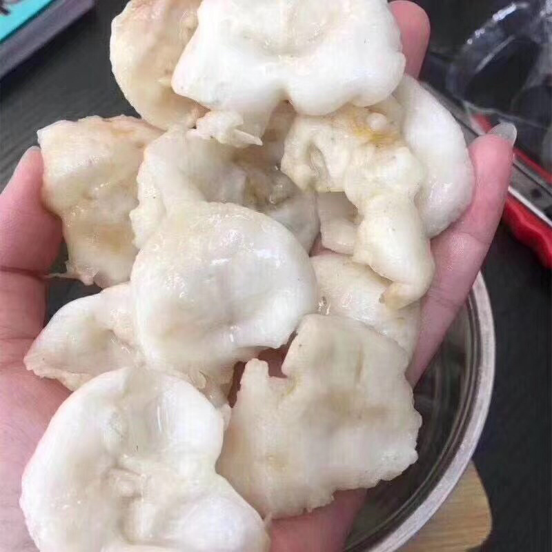 120头赤鱼胶