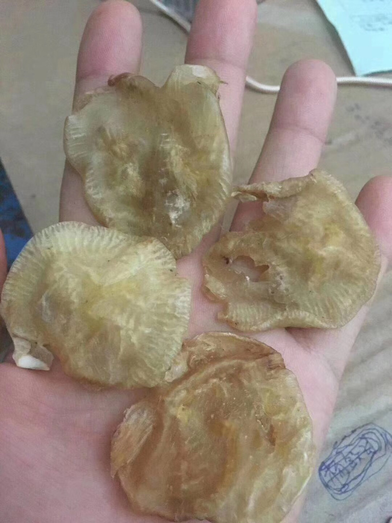 120头赤鱼胶