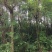 蓝花楹13-16公分