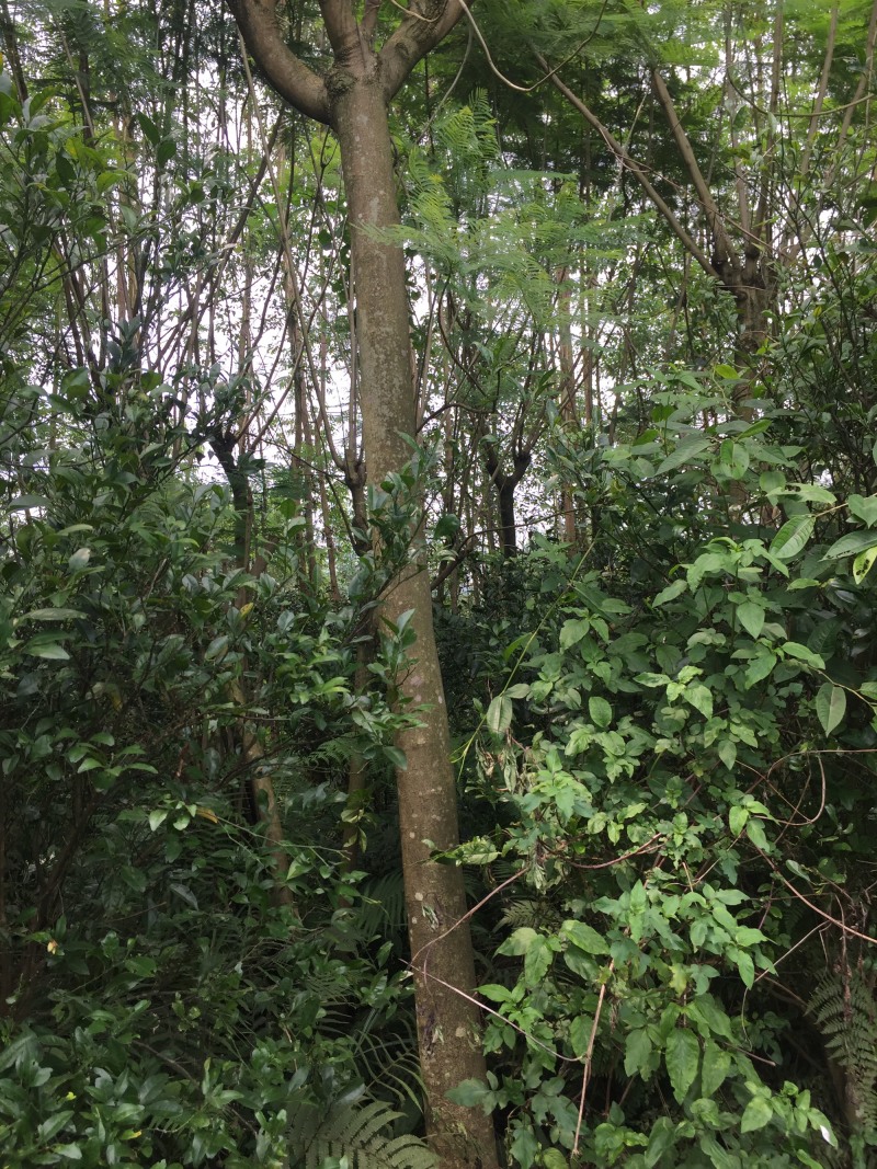 蓝花楹13-16公分