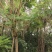 蓝花楹13-16公分