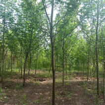 基地直销枫杨3公分到15公分树形优美价格