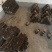 野生蜈蚣