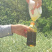 五里滩纤夫菜籽油