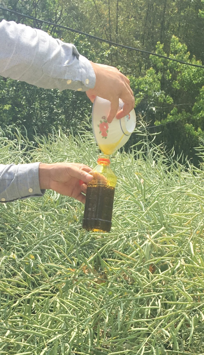 五里滩纤夫菜籽油