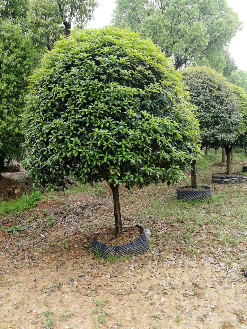 供应桂花树10-12-18-25厘米