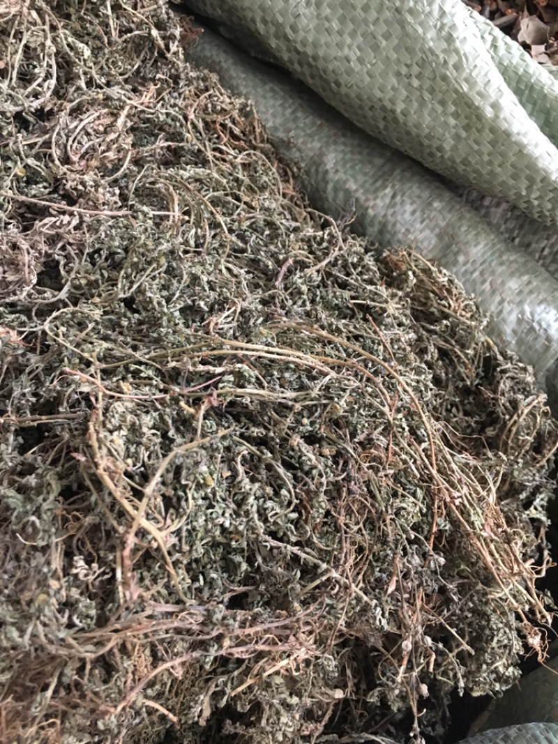 鹅不食草
