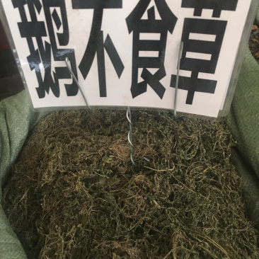 鹅不食草