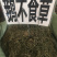 鹅不食草