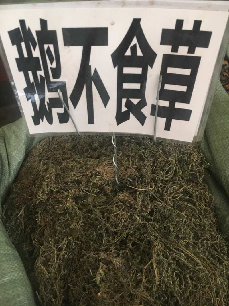 鹅不食草
