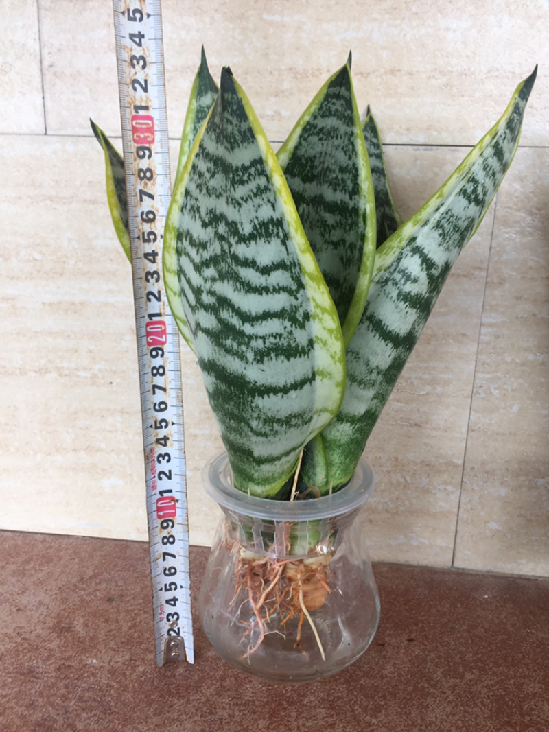 矮金边虎皮兰，白玉虎皮兰，混搭