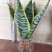 矮金边虎皮兰，白玉虎皮兰，混搭