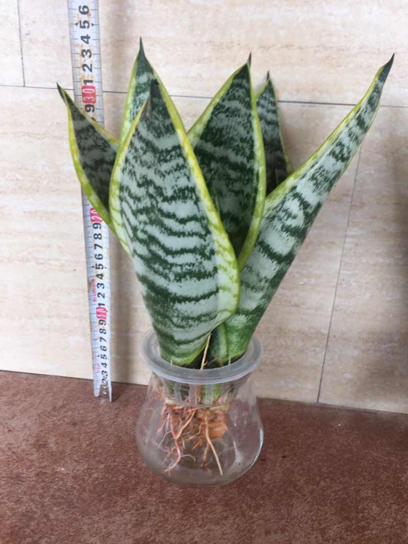 矮金边虎皮兰，白玉虎皮兰，混搭