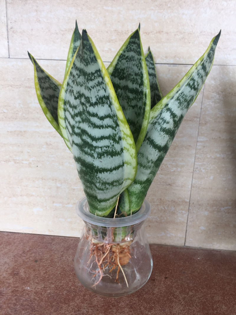 矮金边虎皮兰，白玉虎皮兰，混搭