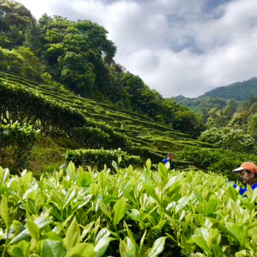 东江湖茶