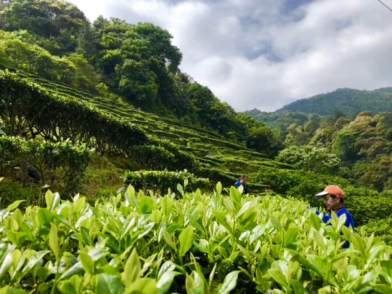 东江湖茶