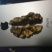 新疆核桃