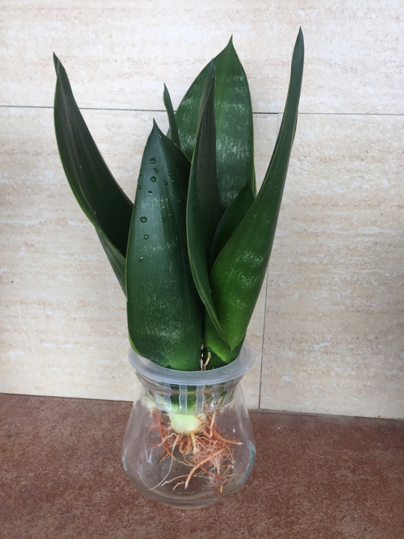 金丝黑砖虎皮兰，水培玻璃材质