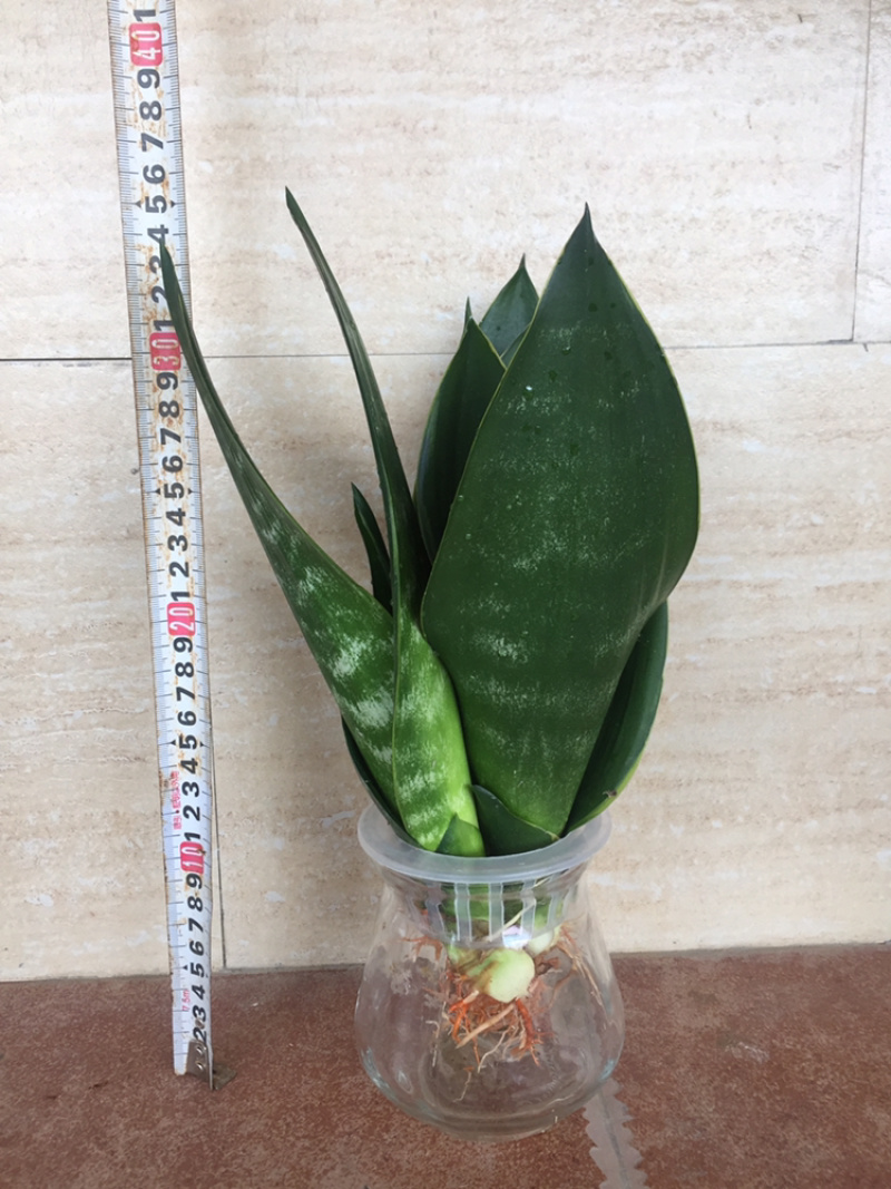 金丝黑砖虎皮兰，水培玻璃材质