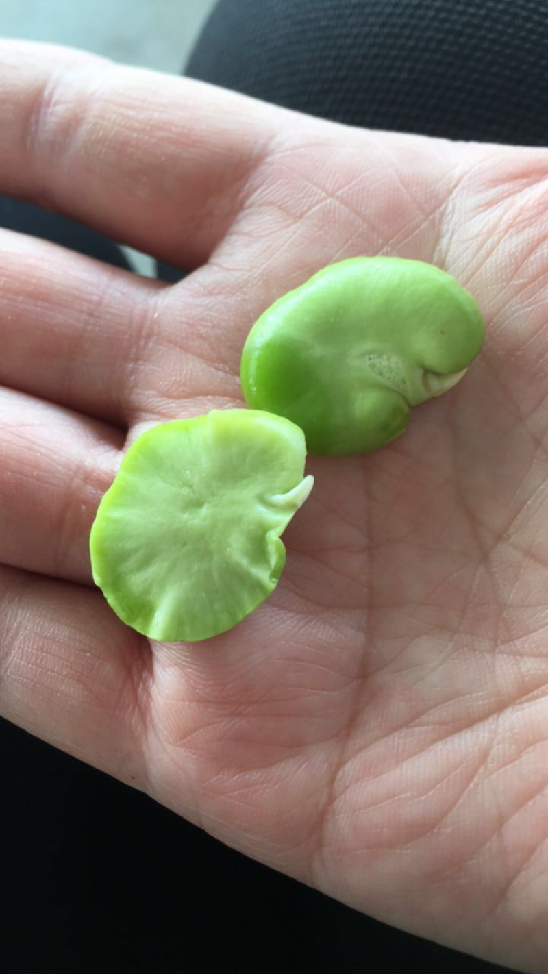 绿壳蚕豆