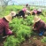 大天冬苗多薯基地一首货源批发一年大苗货真价实