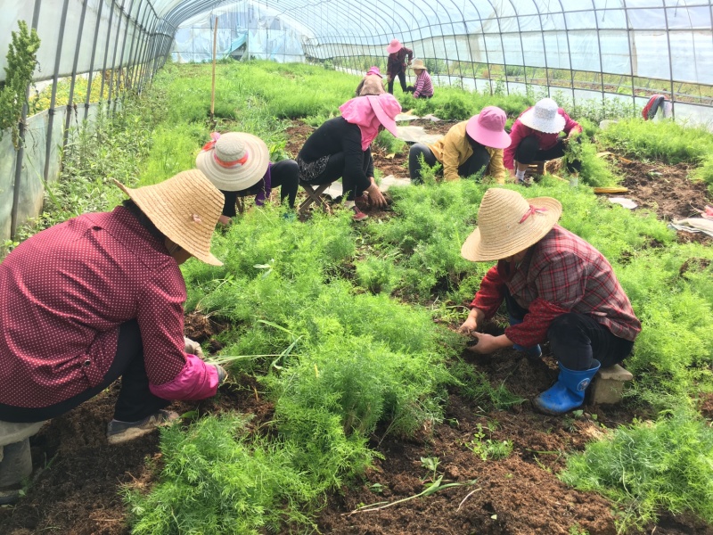 大天冬苗多薯基地一首货源批发一年大苗货真价实
