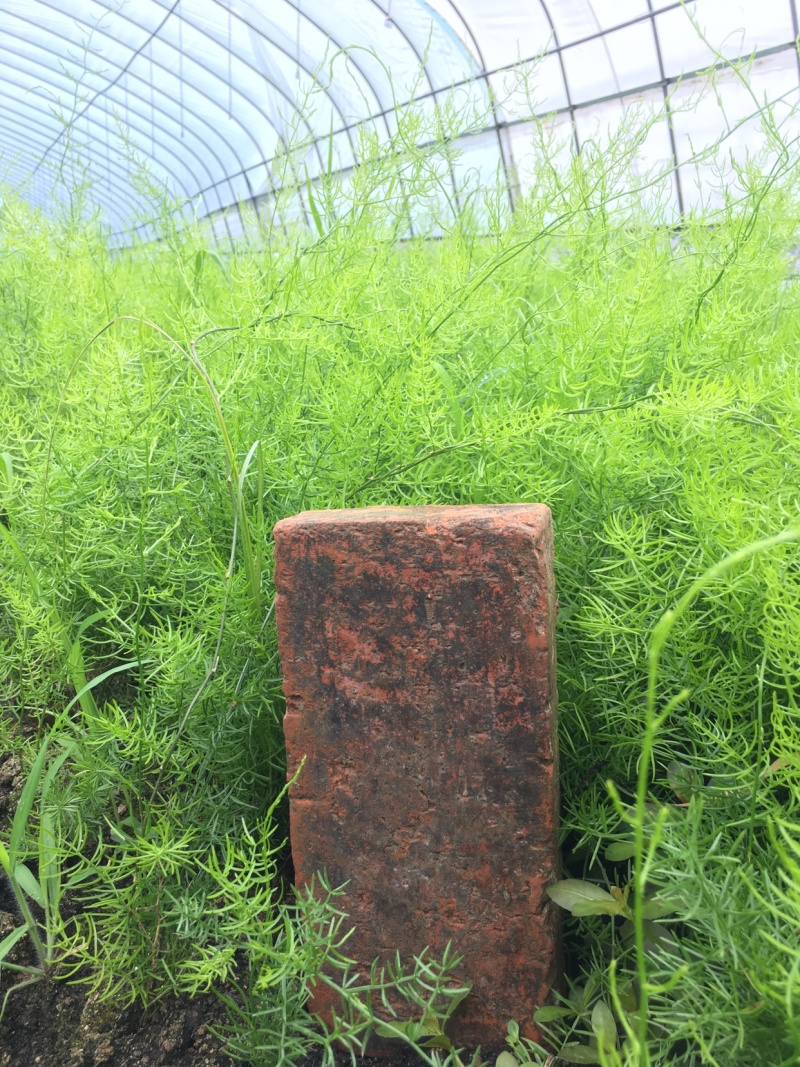 大天冬苗多薯基地一首货源批发一年大苗货真价实