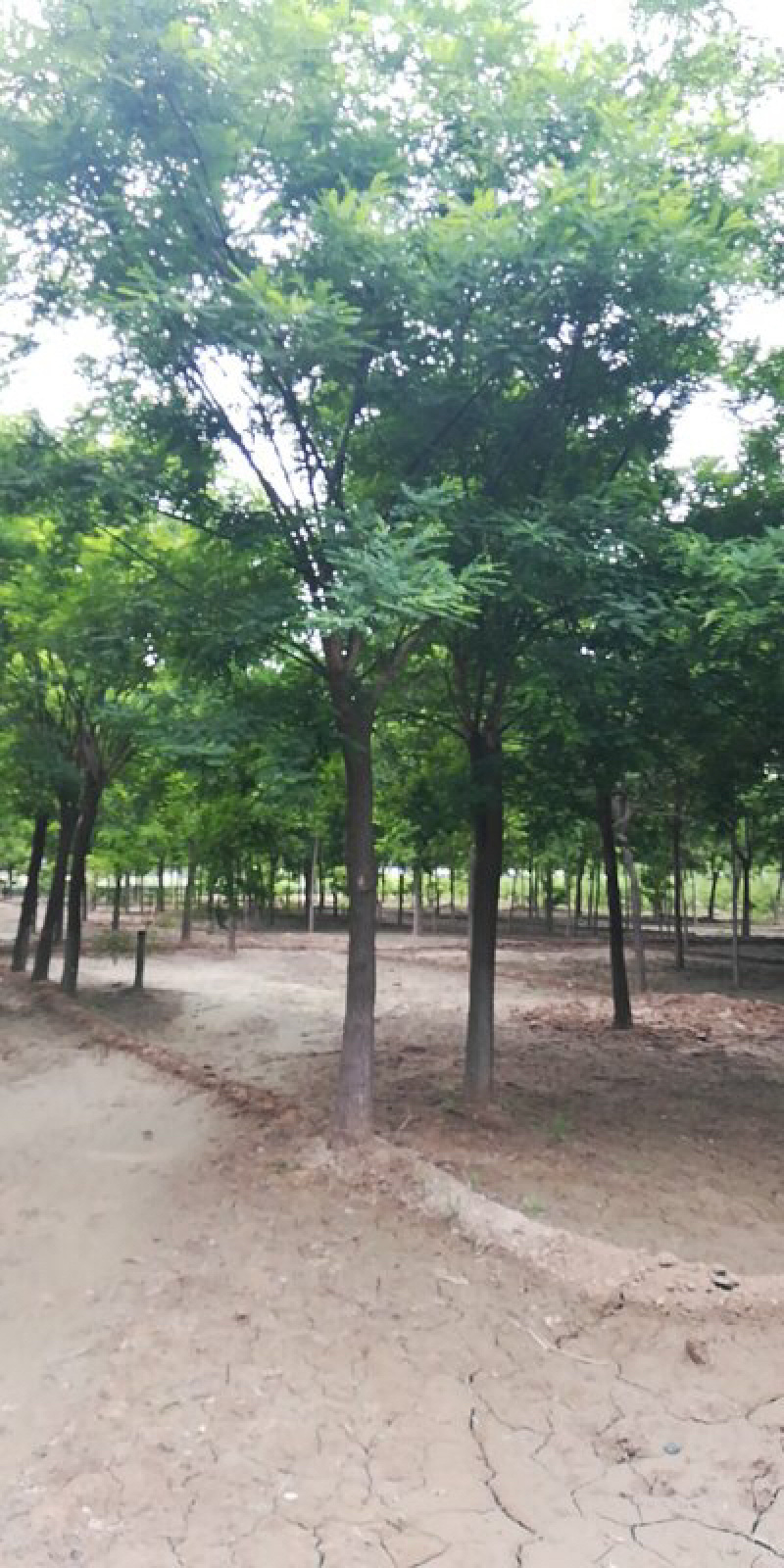 基地直供国槐15公分18公分20公分25公分发帽国槐