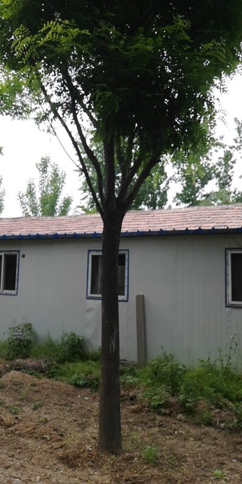 基地直供国槐15公分18公分20公分25公分发帽国槐