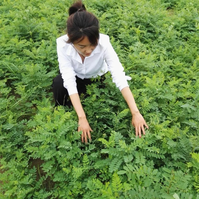 紫穗槐种子，护坡种子护坡灌木种子