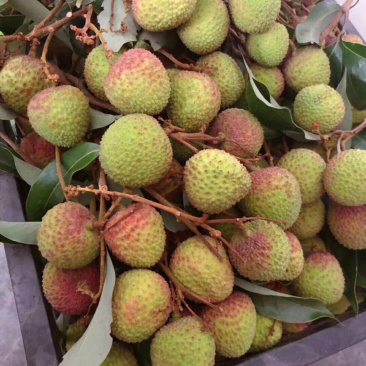 妃子笑果场果