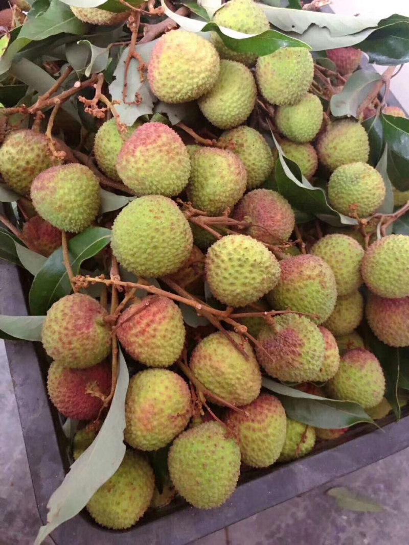 妃子笑果场果