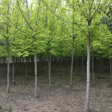 8分金叶复叶槭