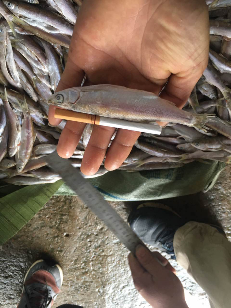 蓝刀鱼鲜货，冻板