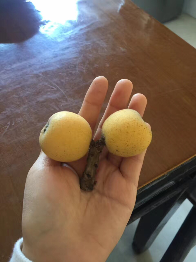 苏州西山正宗青种枇杷